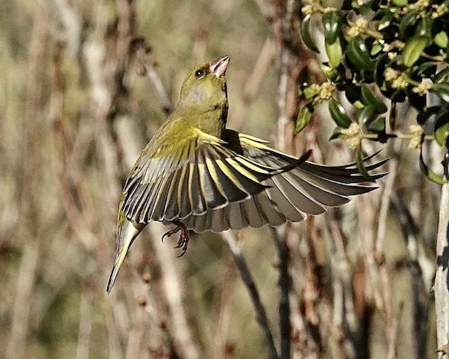greenfinch